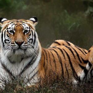 Meet your Posher, Darryl